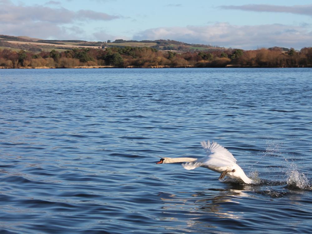 Swan taking off on Loch Leven